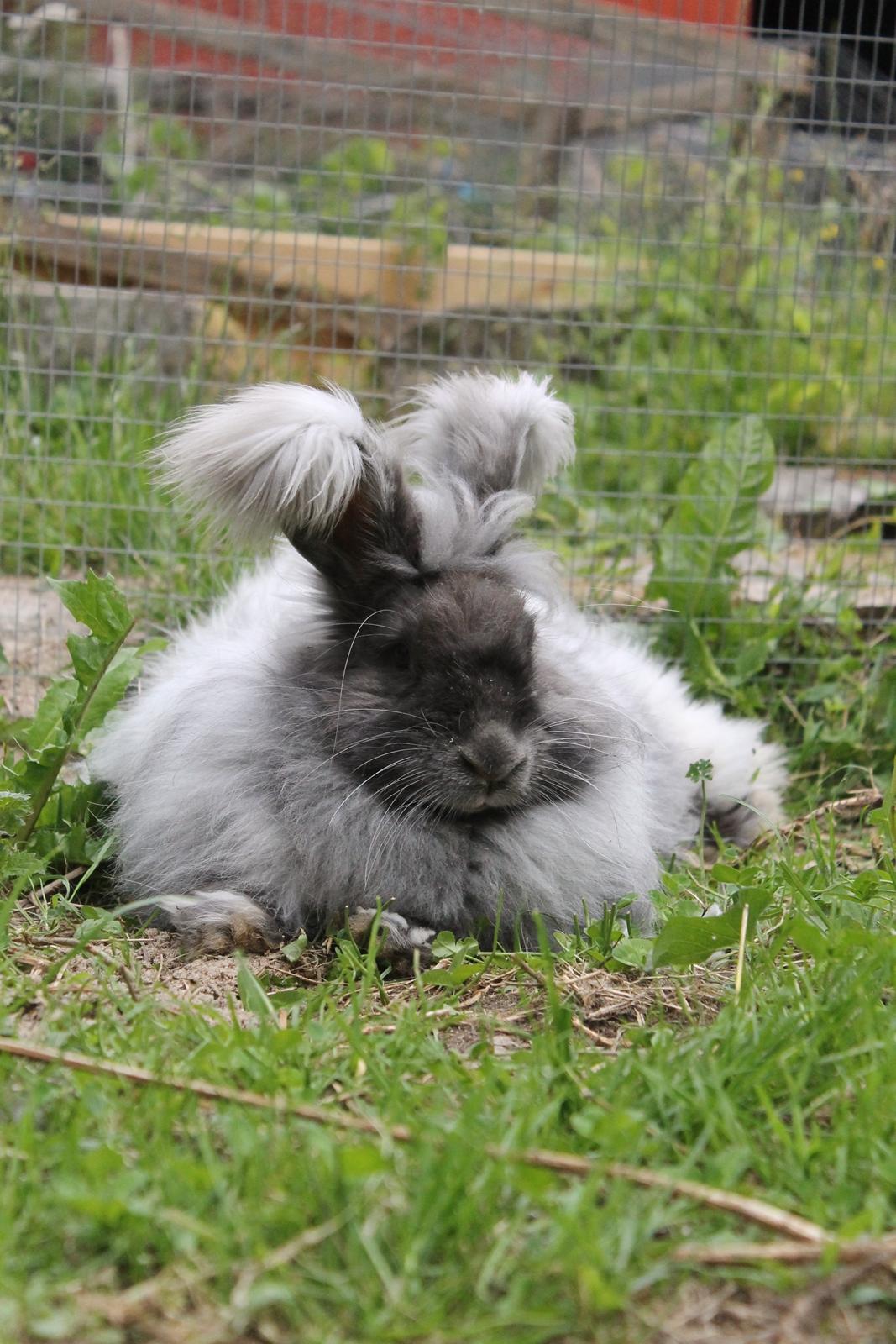 Kanin Lulu billede 3