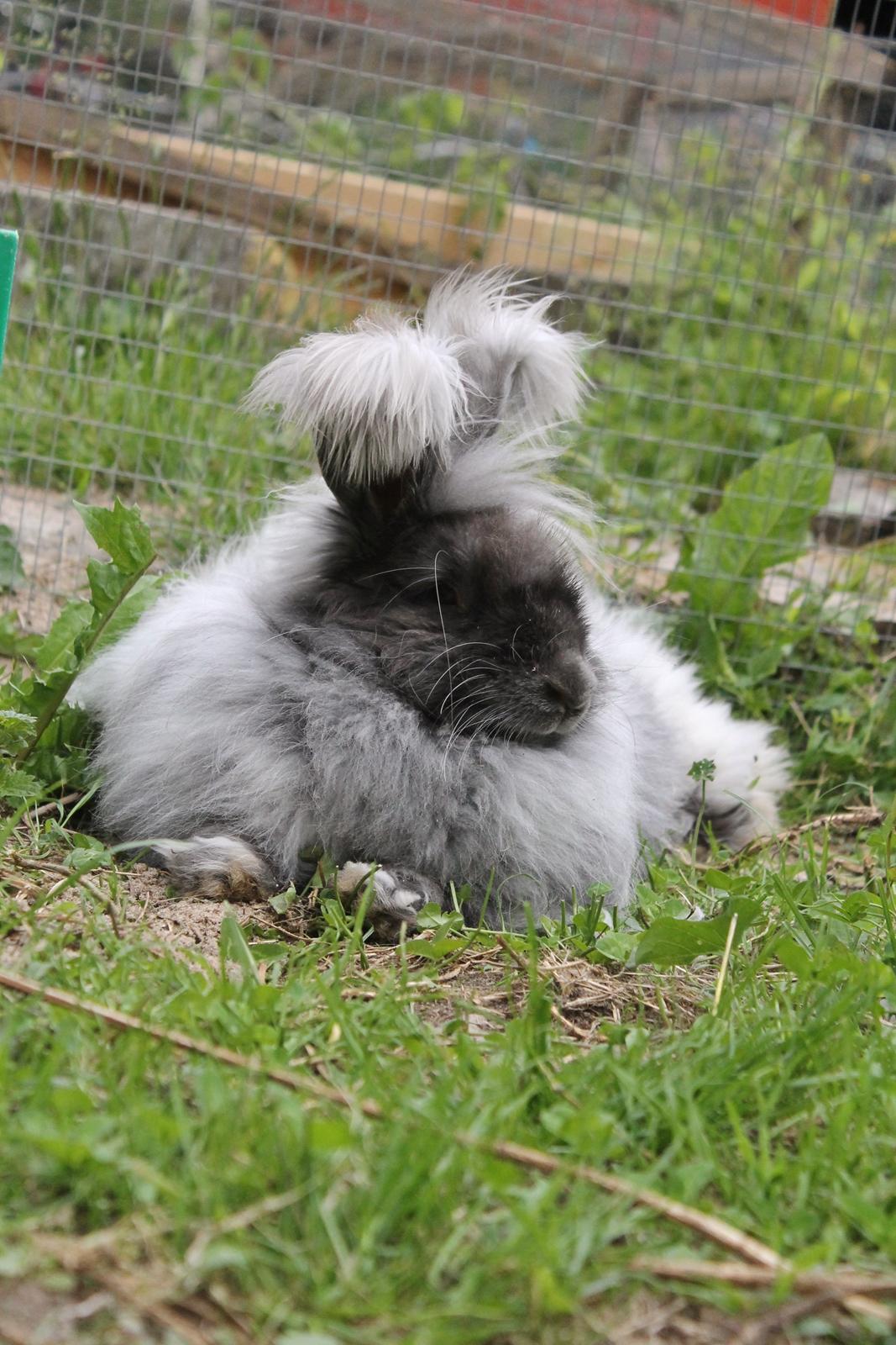 Kanin Lulu billede 7