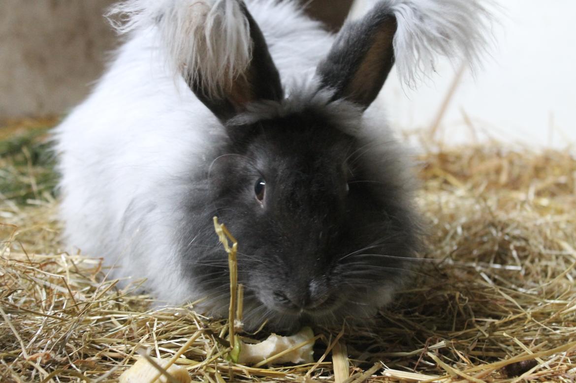 Kanin Lulu billede 4