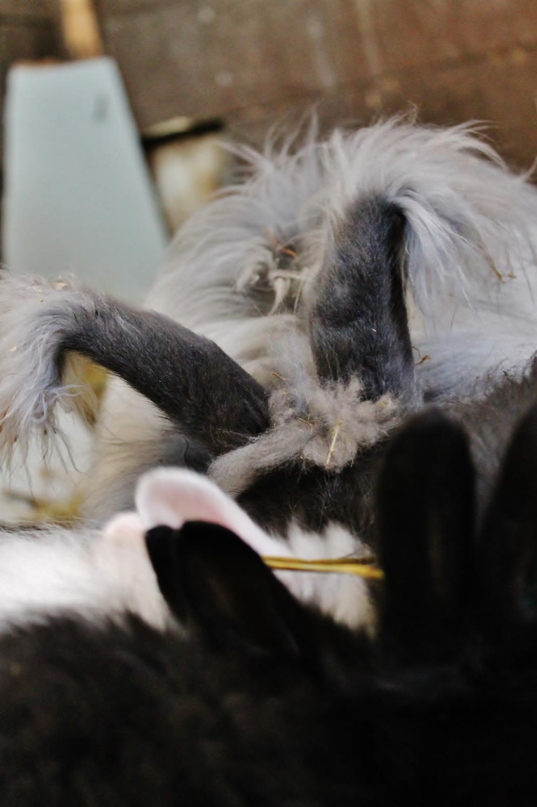 Kanin Lulu billede 6