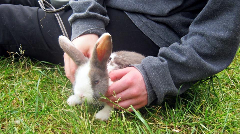 Kanin Aslan (Kaninen) billede 5