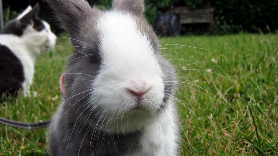 Kanin Aslan (Kaninen) billede 4