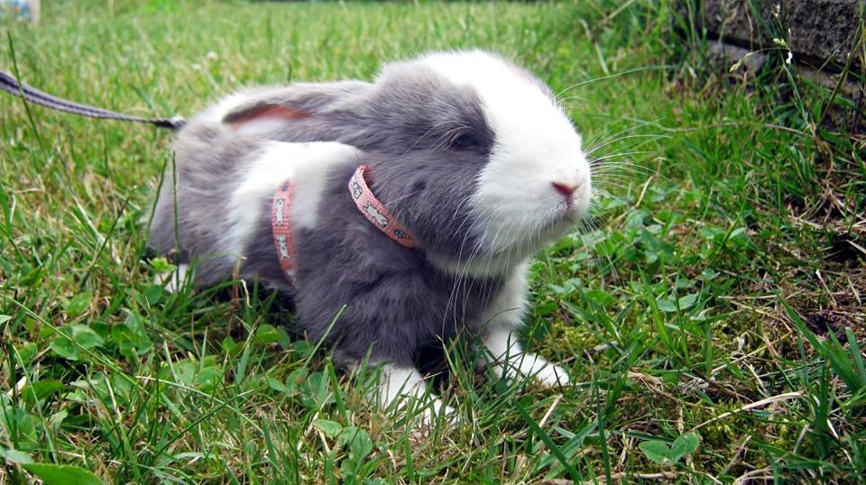 Kanin Aslan (Kaninen) billede 8