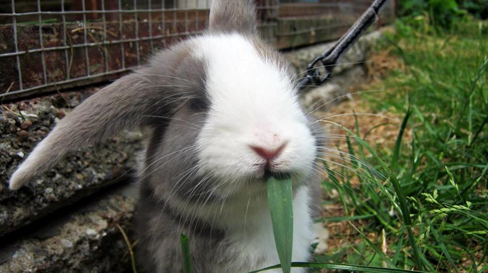 Kanin Aslan (Kaninen) billede 6