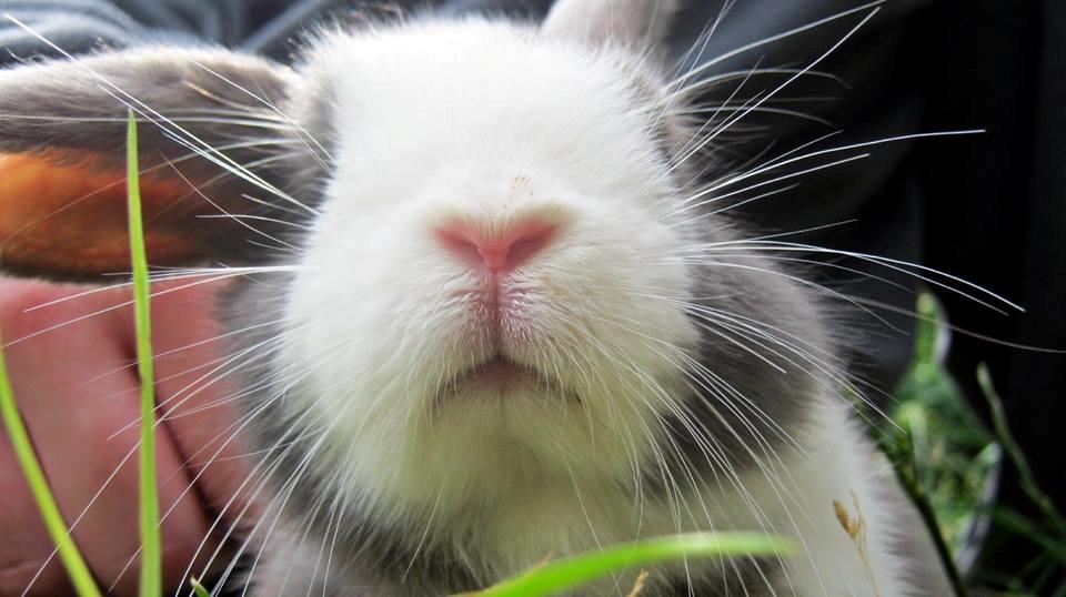 Kanin Aslan (Kaninen) billede 10