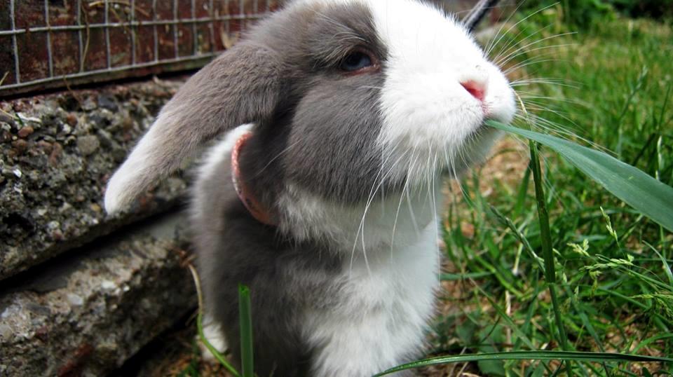 Kanin Aslan (Kaninen) billede 7