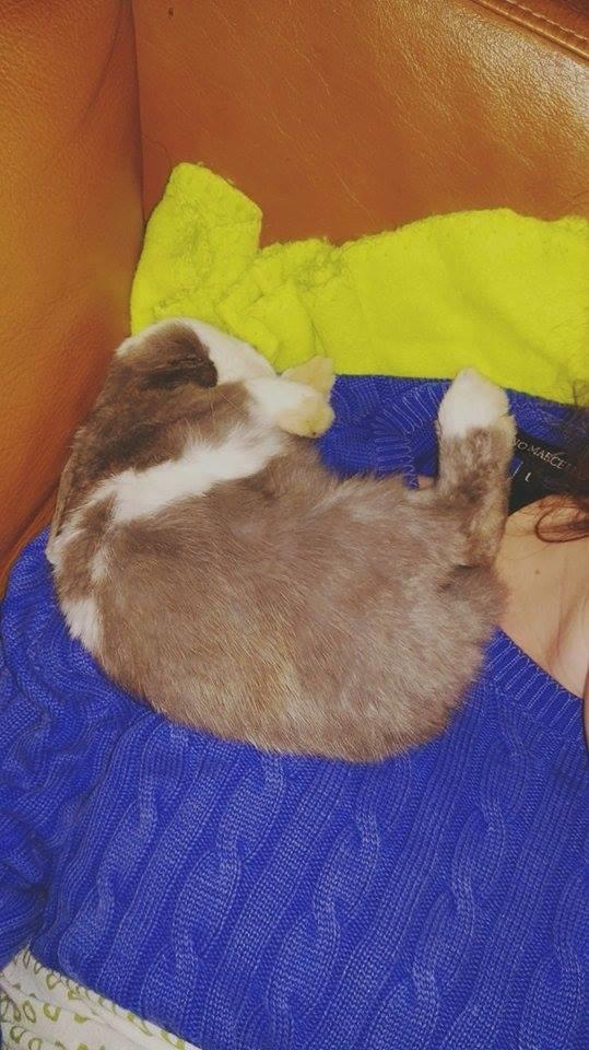 Kanin Aslan (Kaninen) billede 12