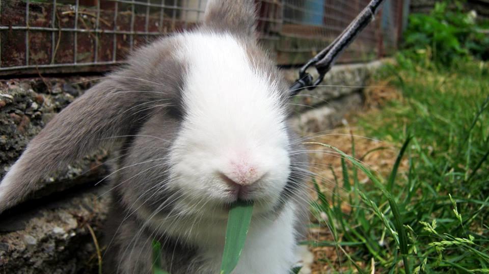 Kanin Aslan (Kaninen) billede 11