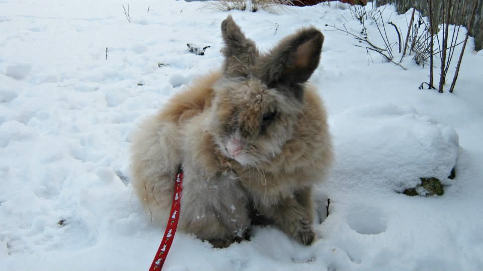 Kanin Anton. billede 8
