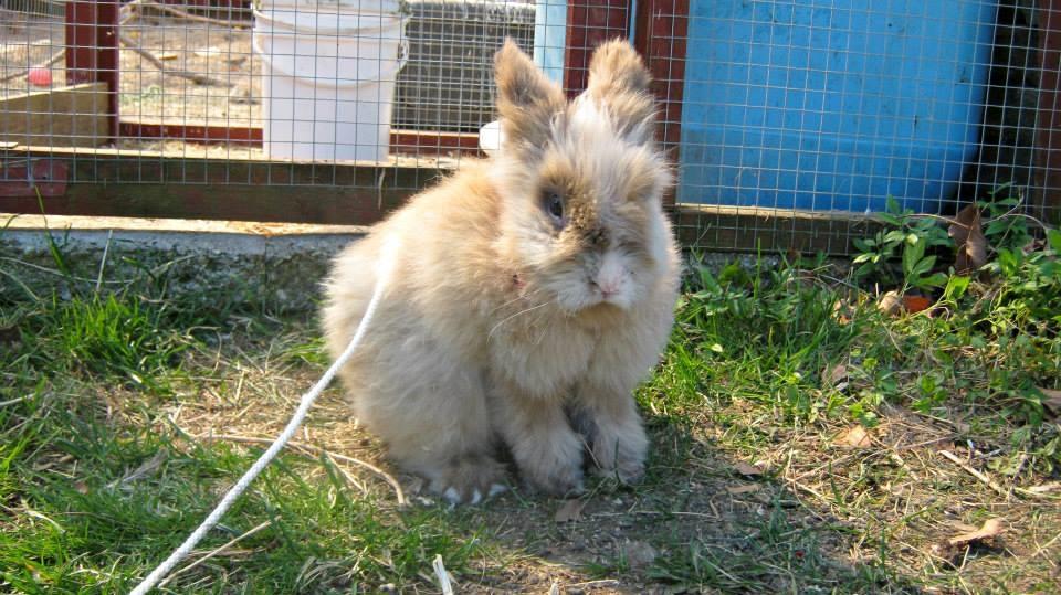 Kanin Anton. billede 3