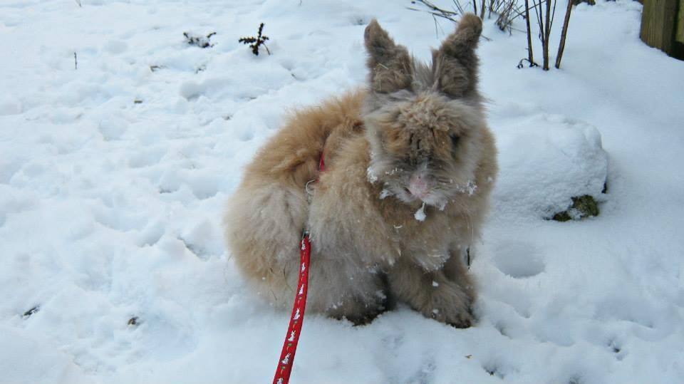 Kanin Anton. billede 9