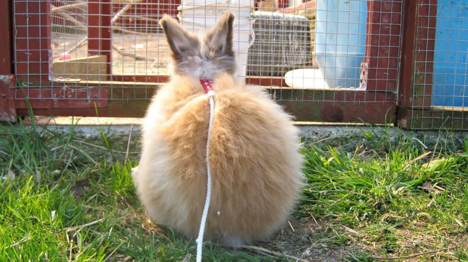 Kanin Anton. billede 4