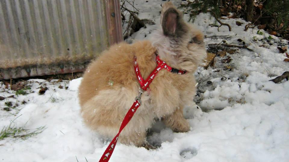 Kanin Anton. billede 10