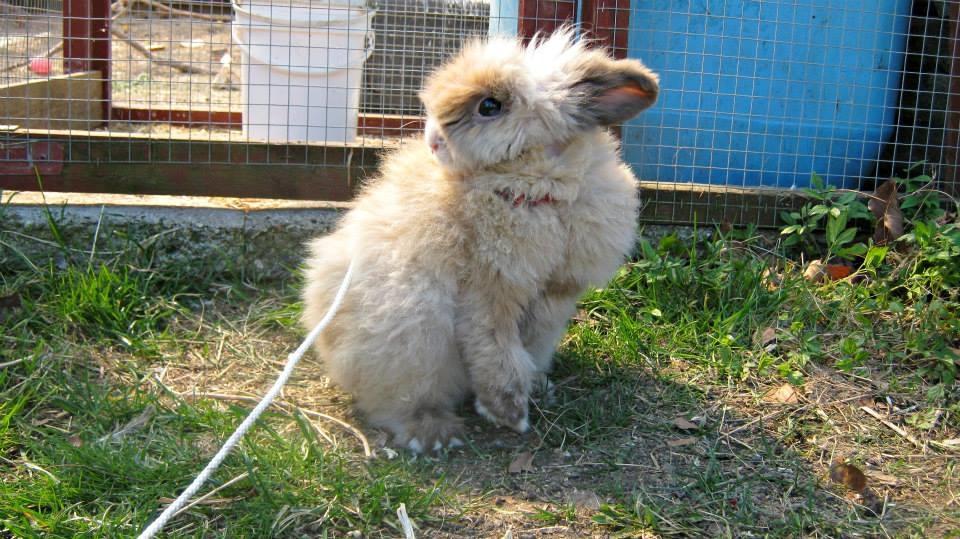 Kanin Anton. billede 6