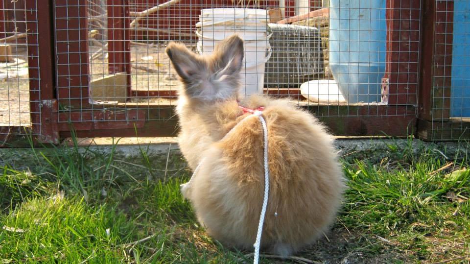 Kanin Anton. billede 5