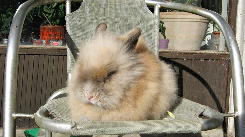 Kanin Anton. billede 7