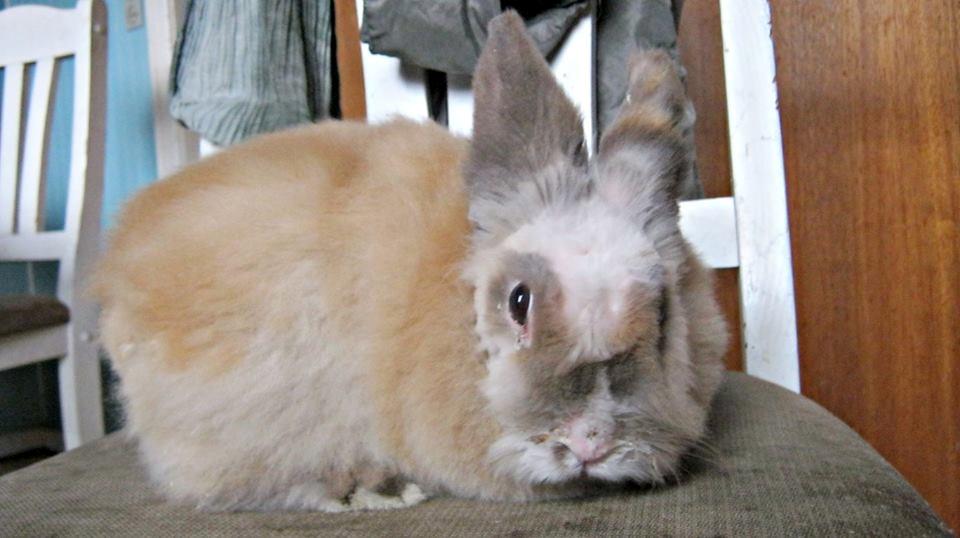 Kanin Anton. billede 2