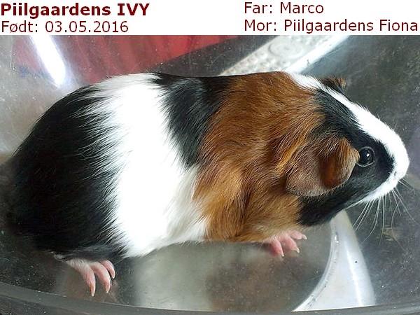 Marsvin Piilgaardens IVY billede 2