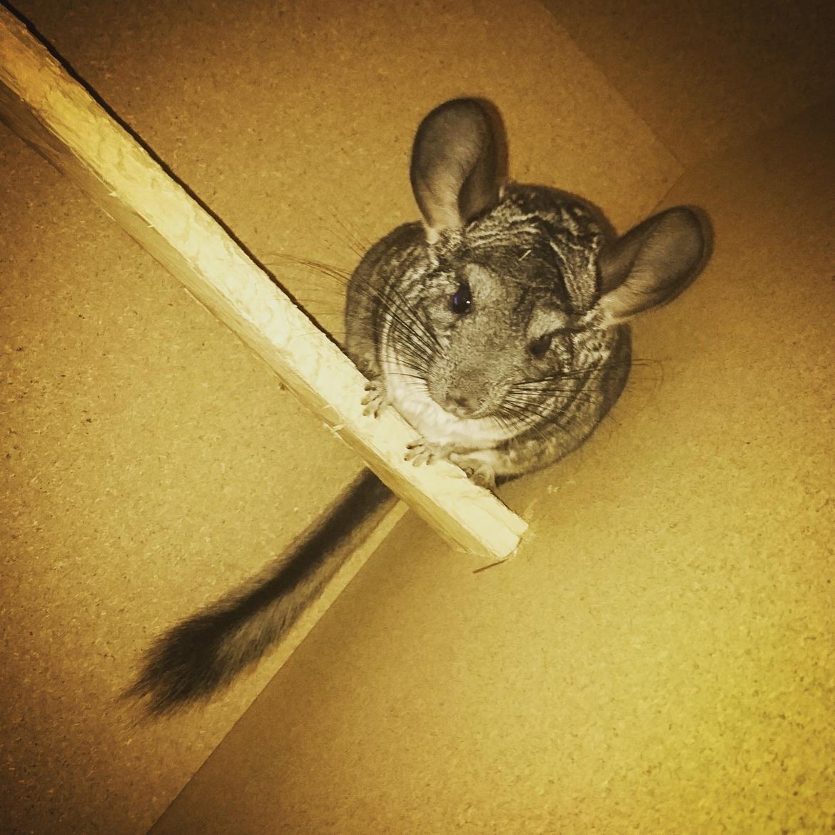 Chinchilla Fille  billede 3