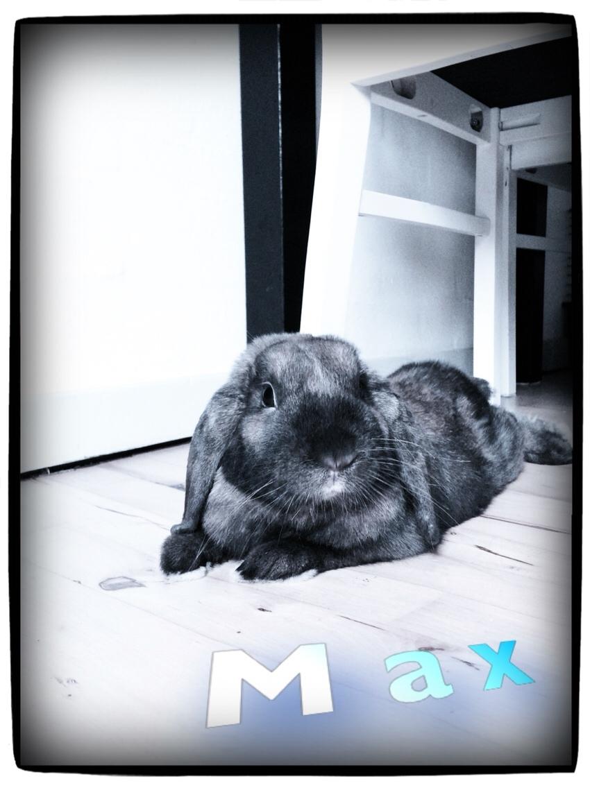 Kanin MaX (tidligere kanin) billede 1