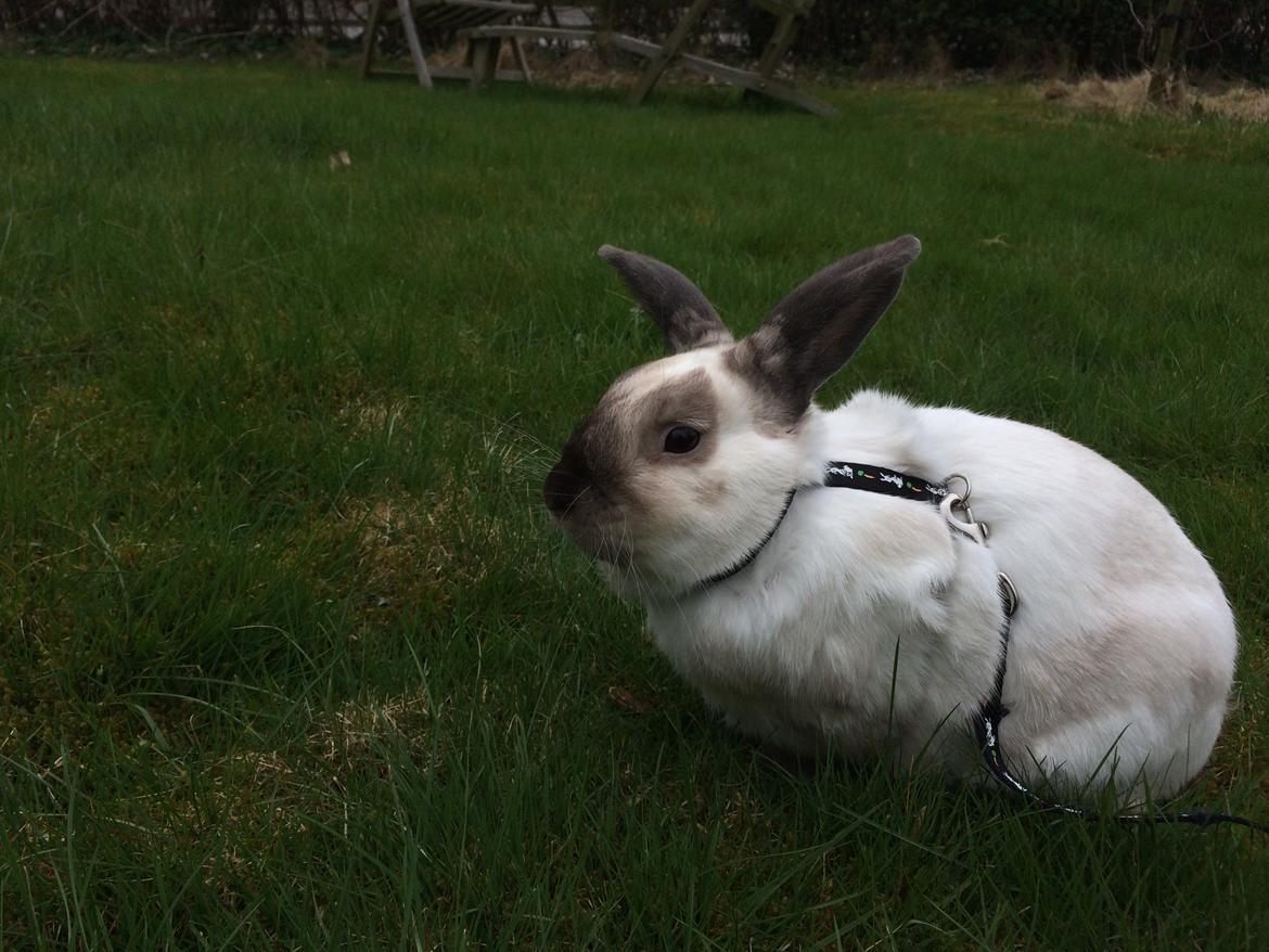 Kanin Stampe <33 - Fødselsdags fotoshoot 😝 billede 1