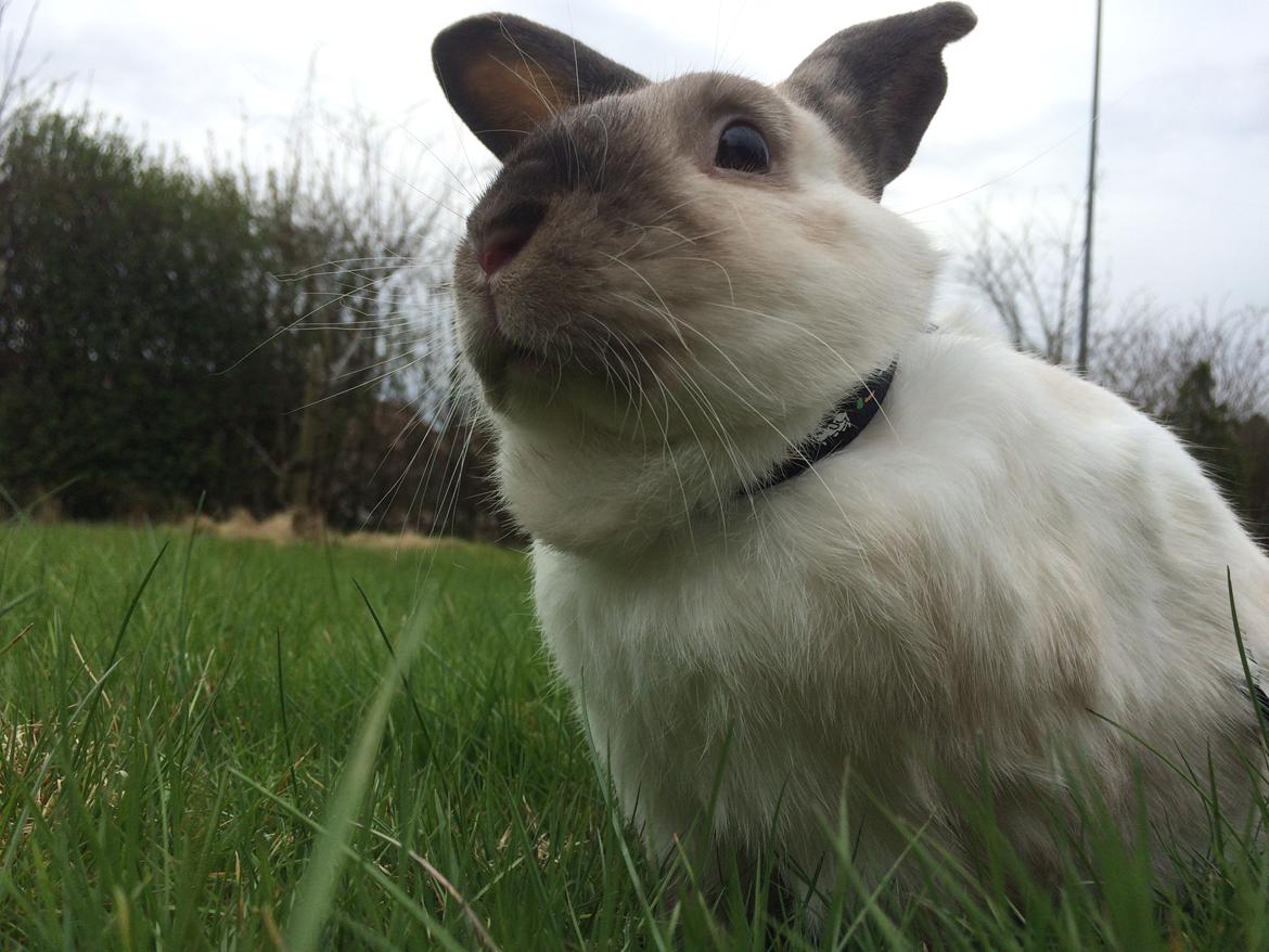 Kanin Stampe <33 billede 3
