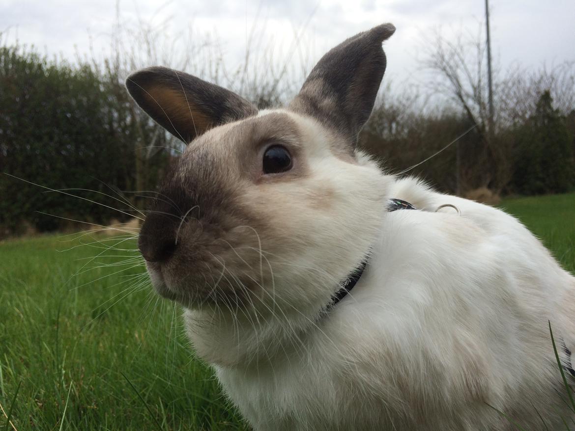 Kanin Stampe <33 billede 2