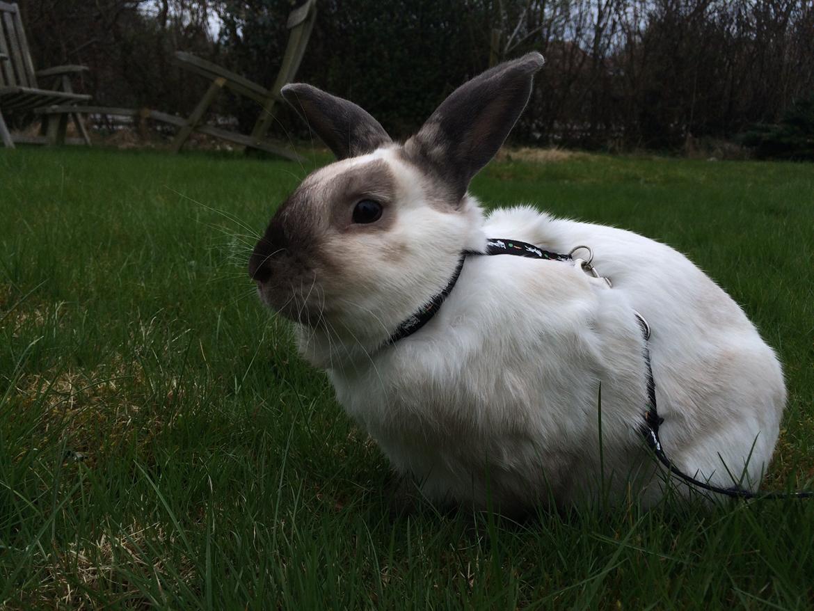 Kanin Stampe <33 billede 4