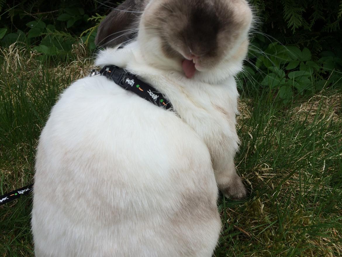 Kanin Stampe <33 - Sød lille tunge 😚 billede 6