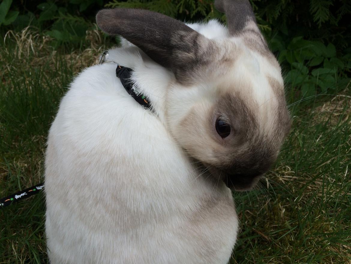 Kanin Stampe <33 billede 7