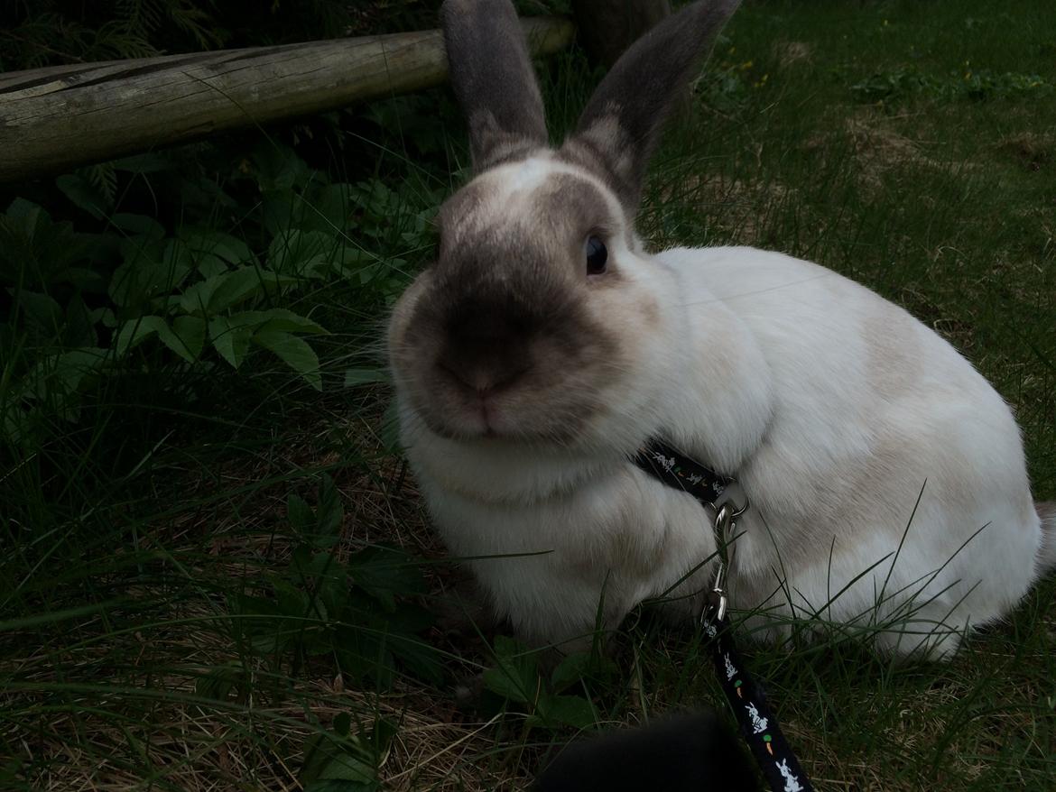 Kanin Stampe <33 billede 9