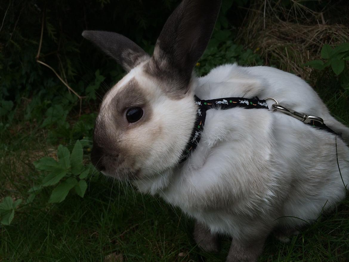 Kanin Stampe <33 billede 10