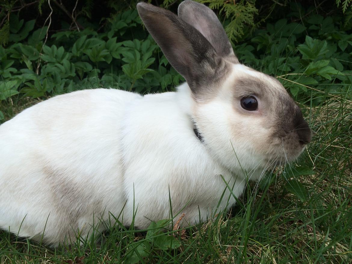 Kanin Stampe <33 billede 8