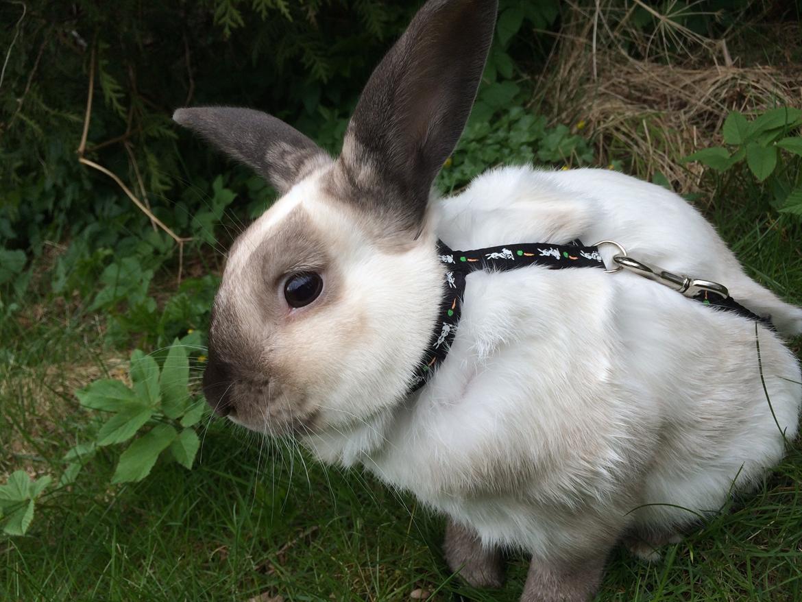 Kanin Stampe <33 billede 11