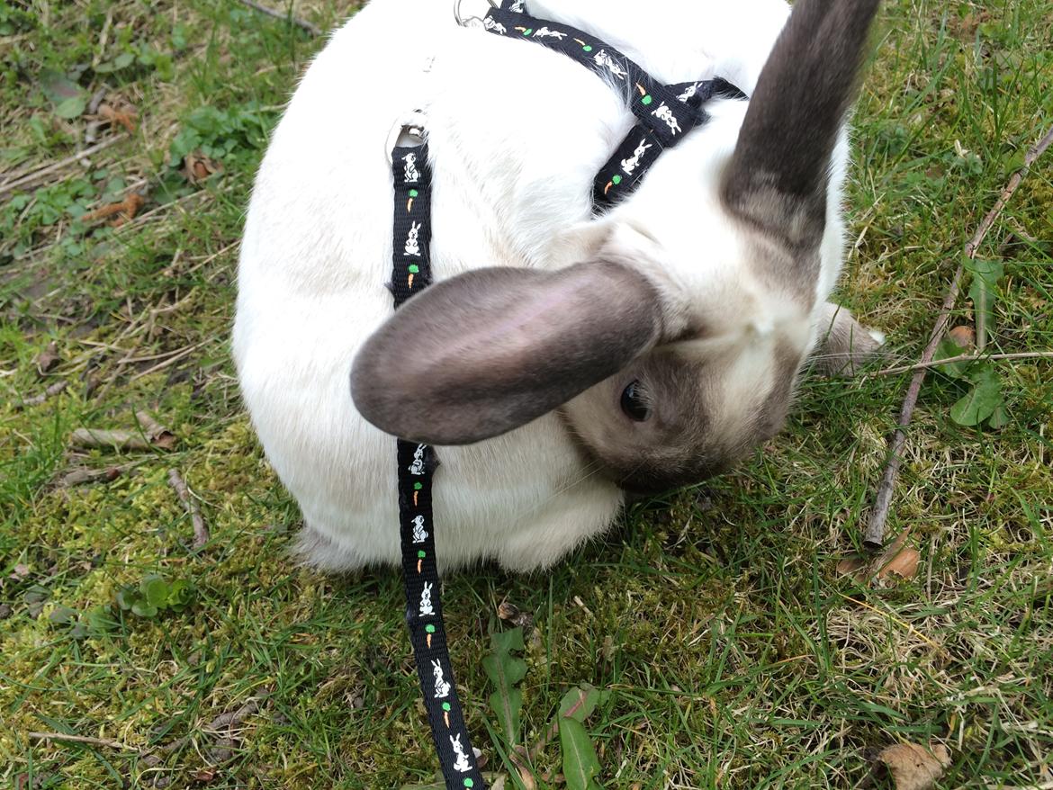 Kanin Stampe <33 billede 13