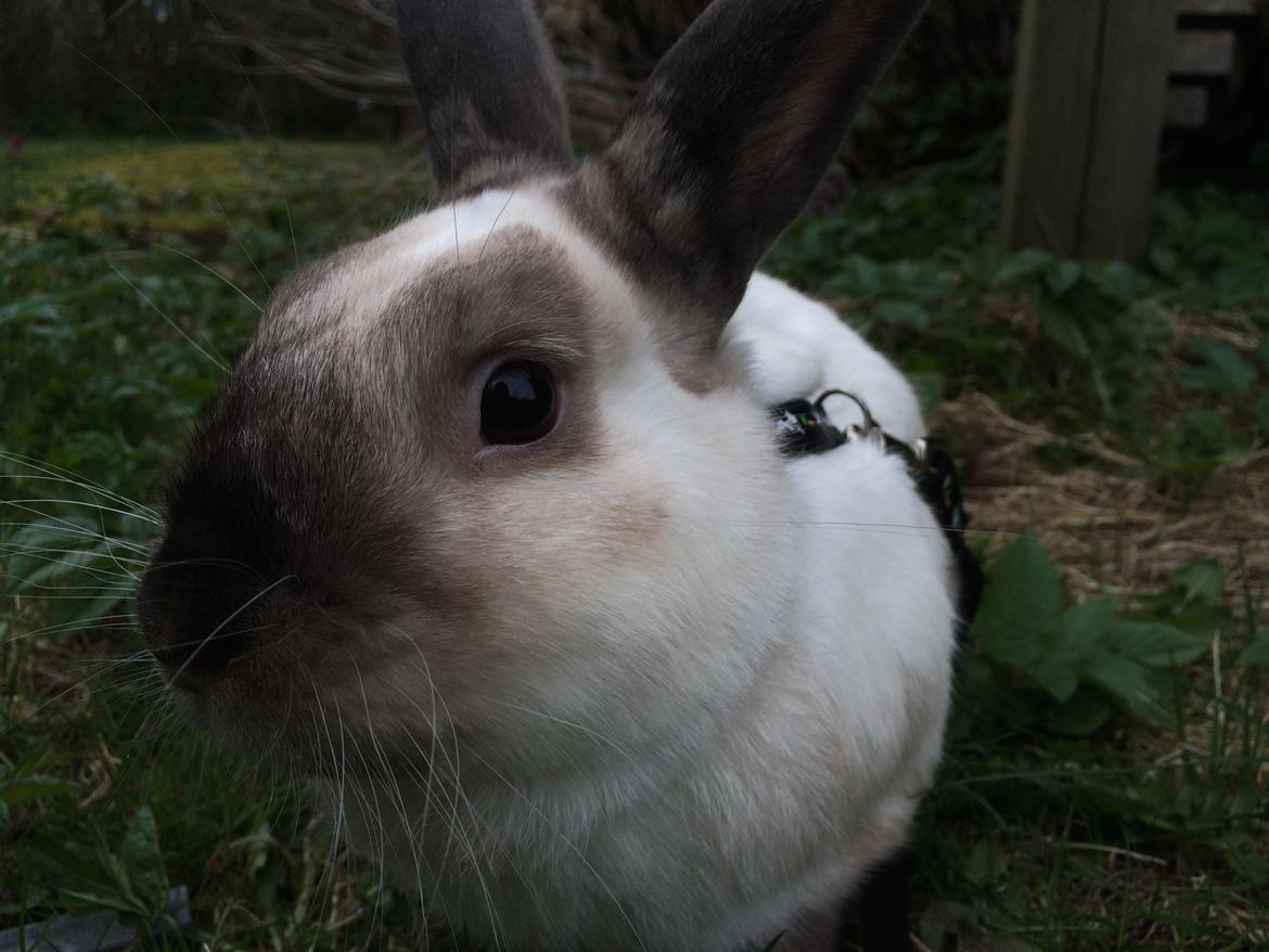 Kanin Stampe <33 billede 12