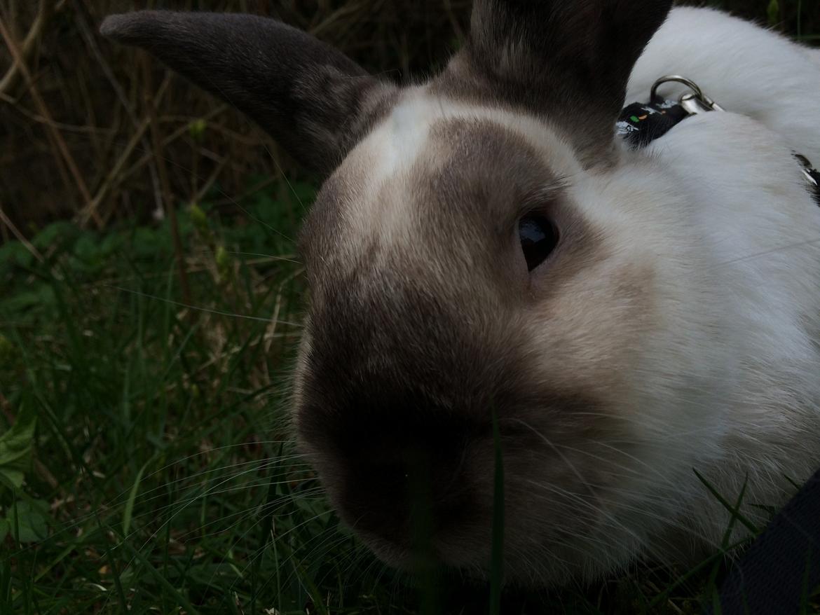 Kanin Stampe <33 billede 14