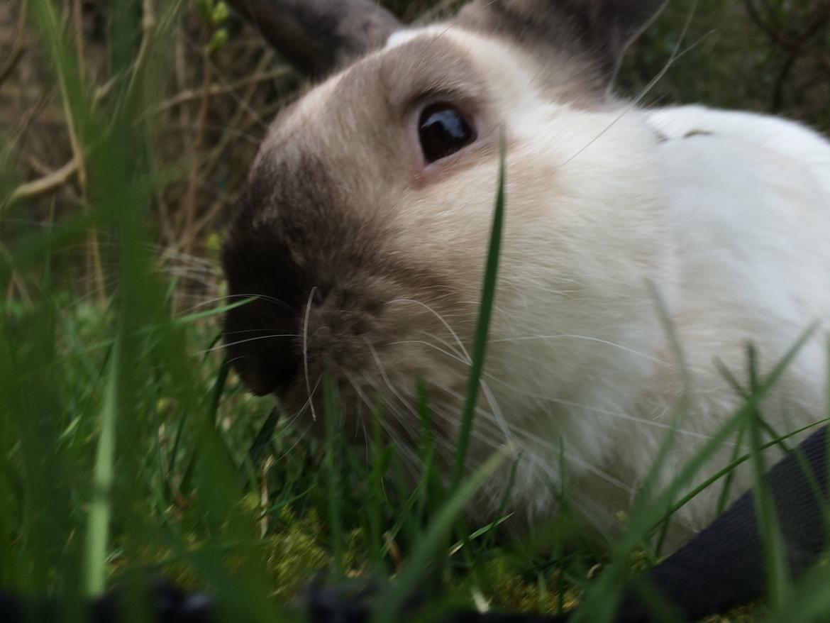 Kanin Stampe <33 billede 15