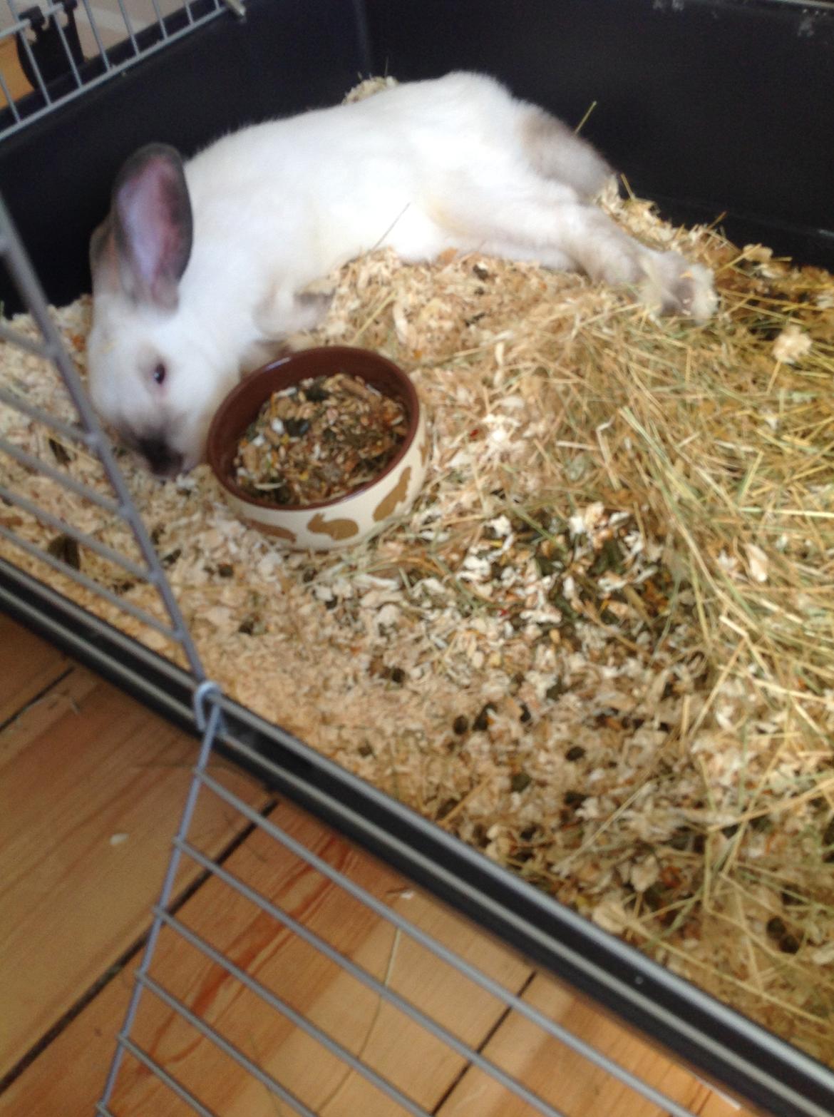 Kanin Stampe <33 - Lige hentet hjem <33 billede 16