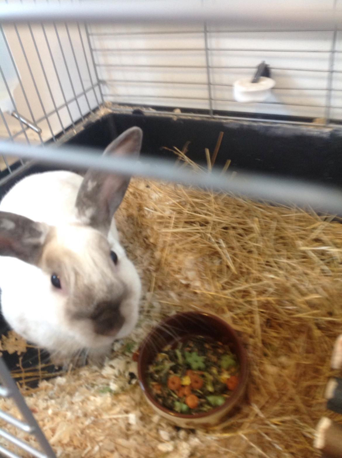 Kanin Stampe <33 billede 18