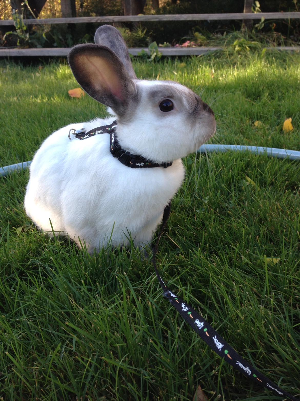 Kanin Stampe <33 billede 19