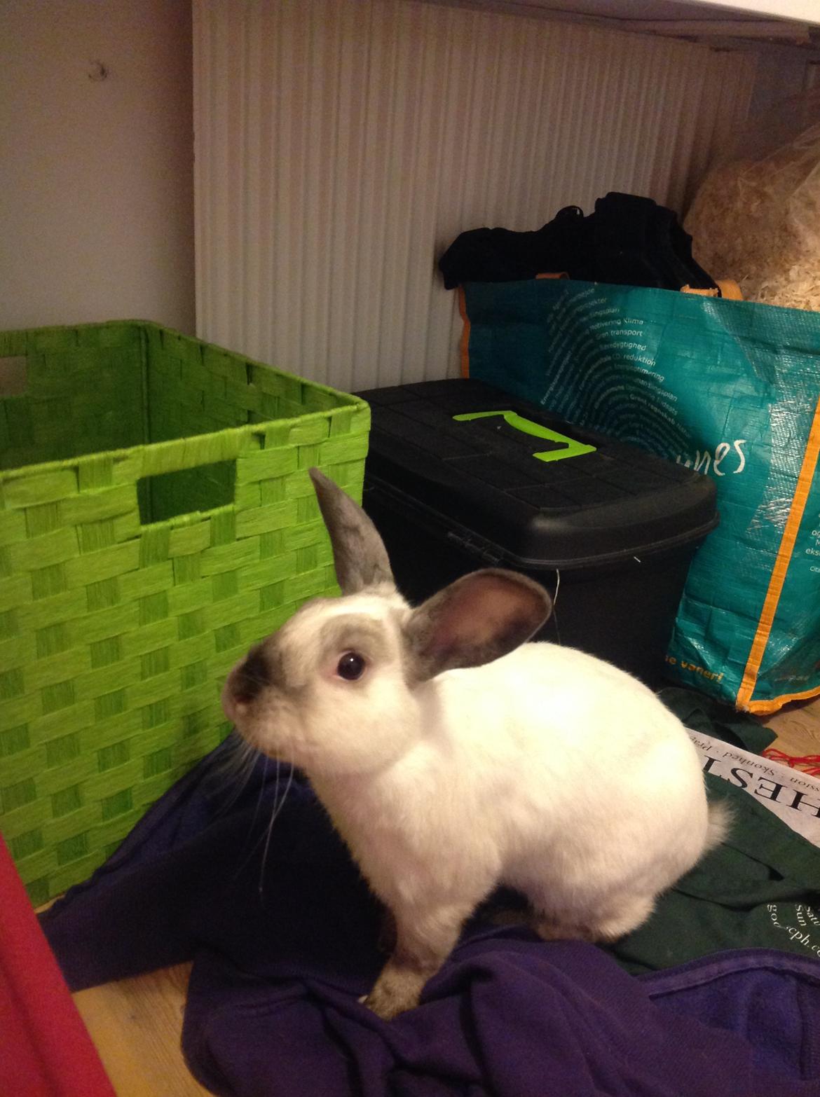 Kanin Stampe <33 billede 17