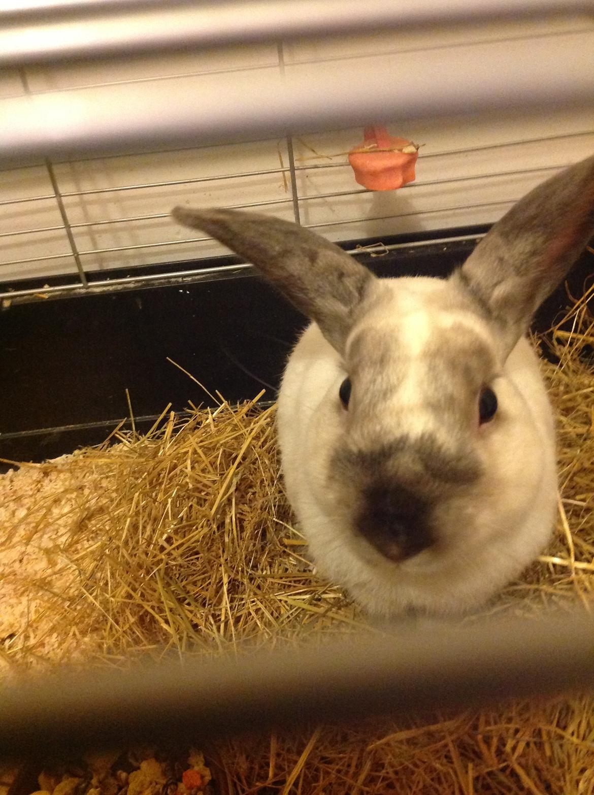 Kanin Stampe <33 billede 21