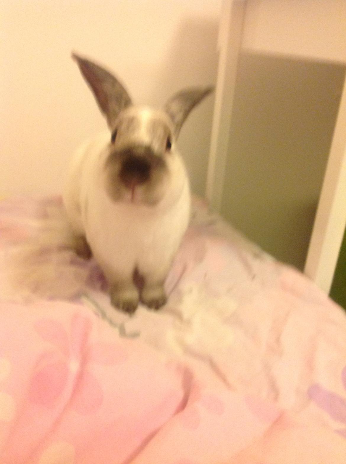 Kanin Stampe <33 billede 22