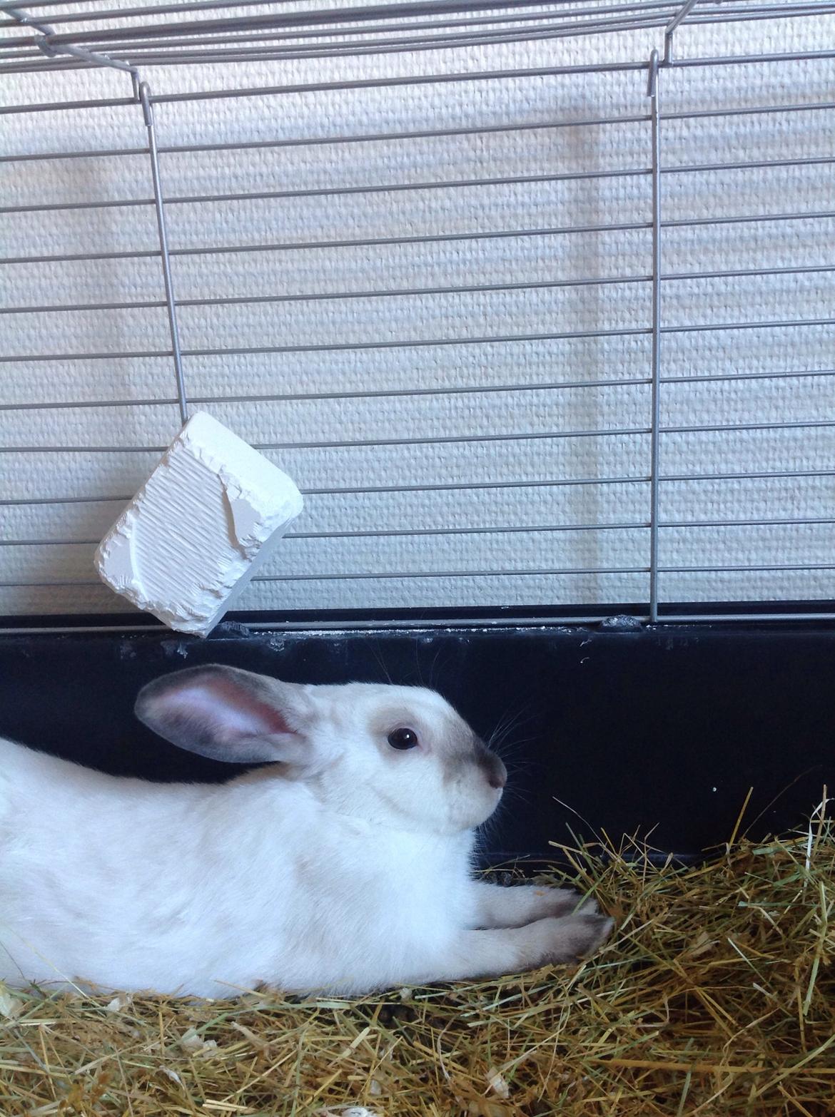 Kanin Stampe <33 billede 23