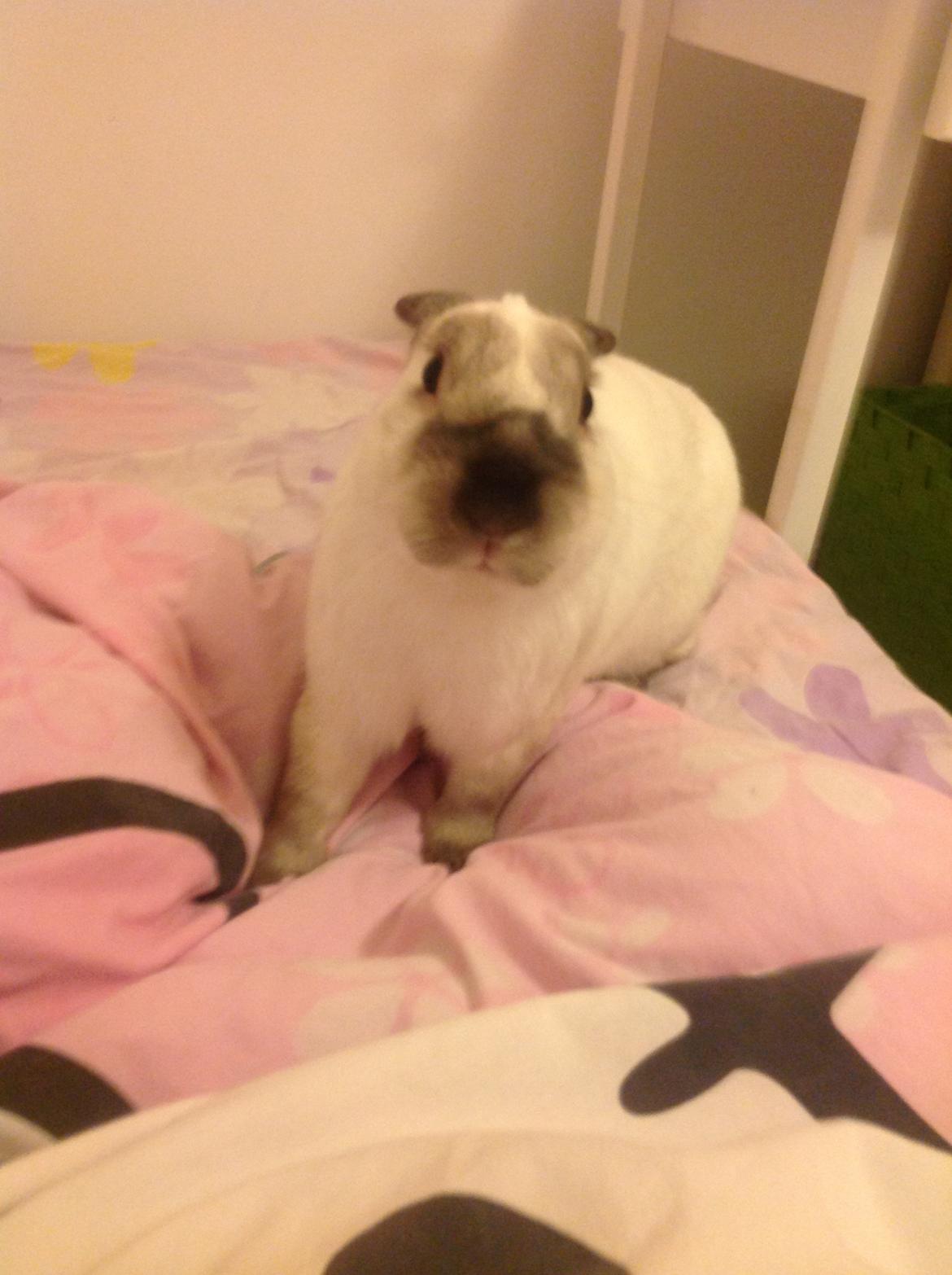 Kanin Stampe <33 billede 24