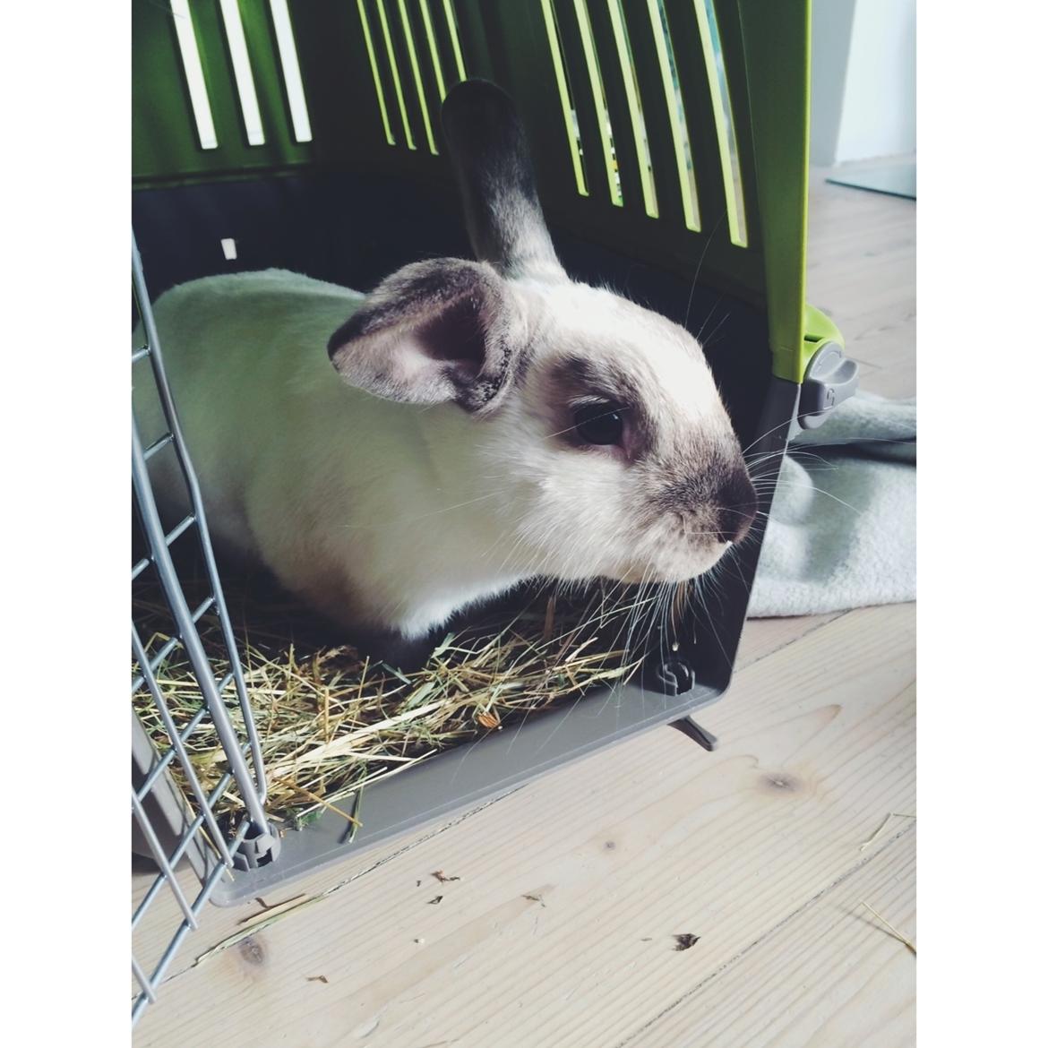 Kanin Stampe <33 - Smuk er han også! billede 20