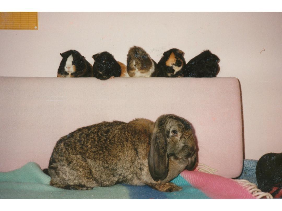 Kanin Trold billede 10