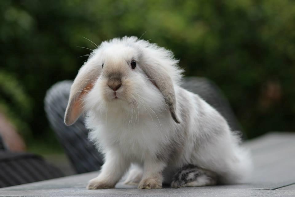 Kanin Sundahl's Lucifer (Lucy) billede 1