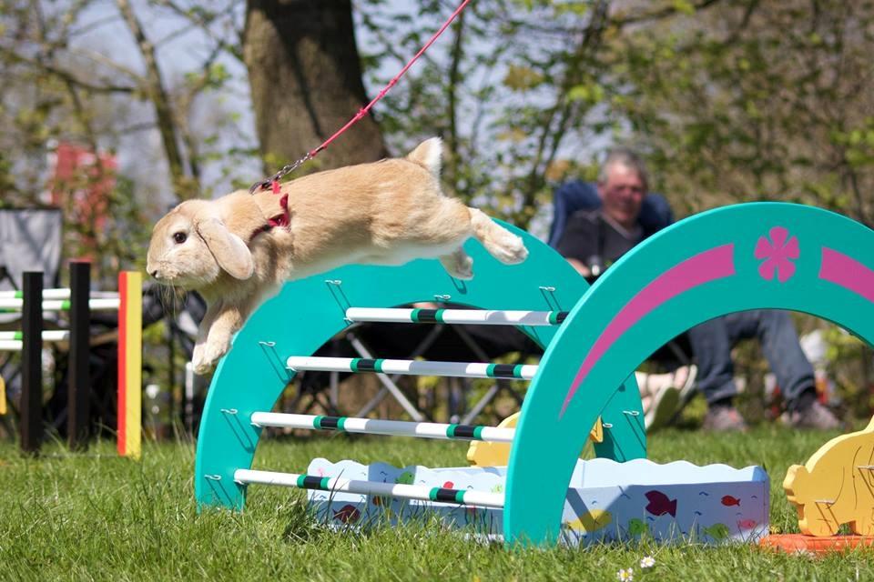 Kanin Foghs Mazz Nyko billede 1